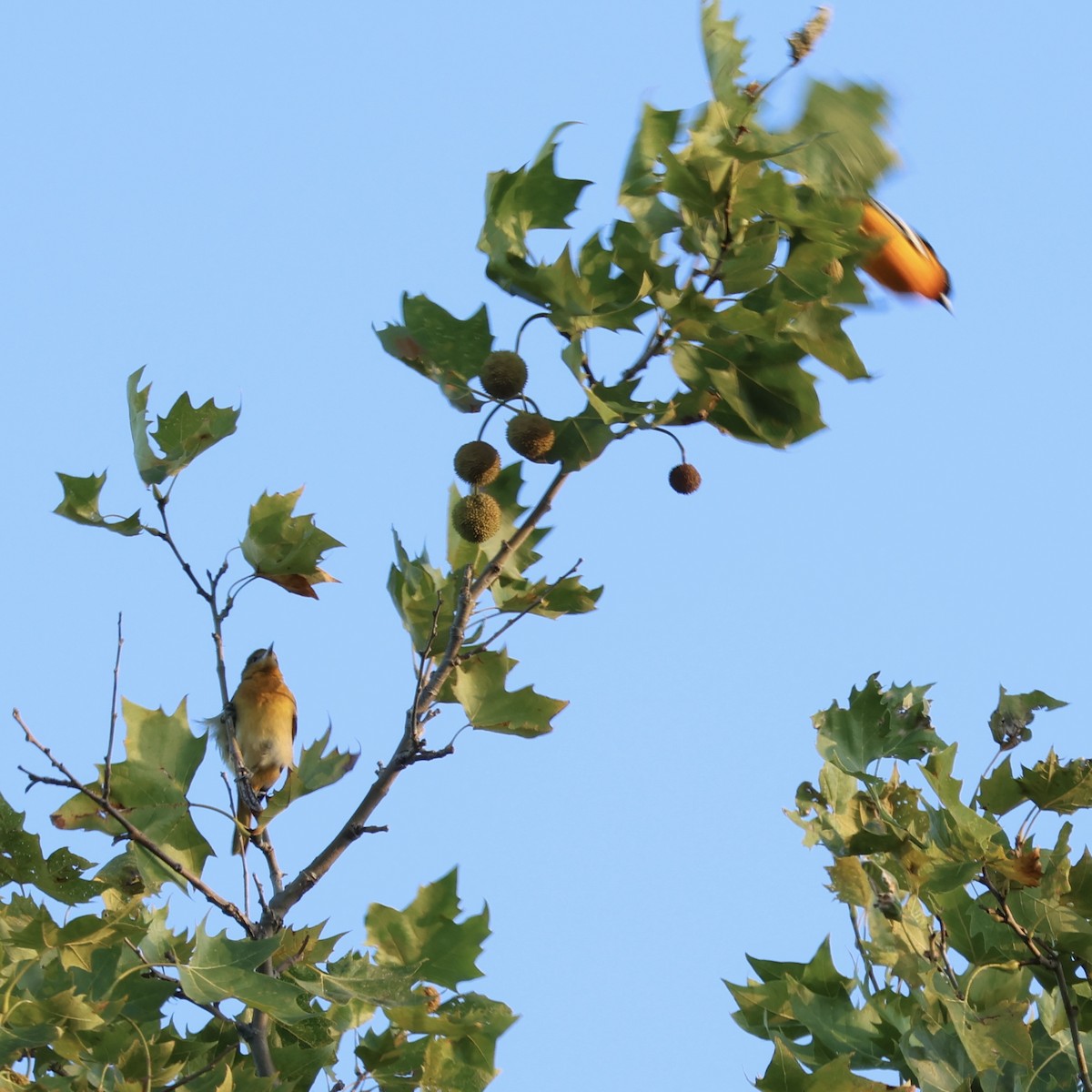 Baltimore Oriole - ML640923032