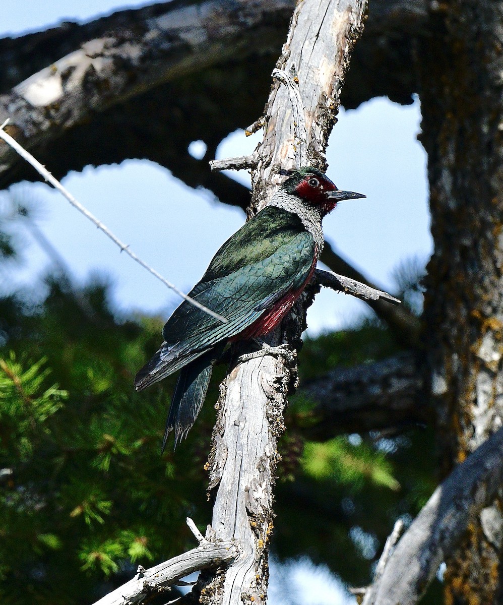 Lewis's Woodpecker - ML640923043