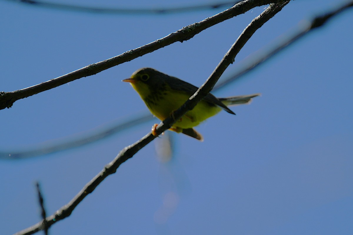 Canada Warbler - ML640923081