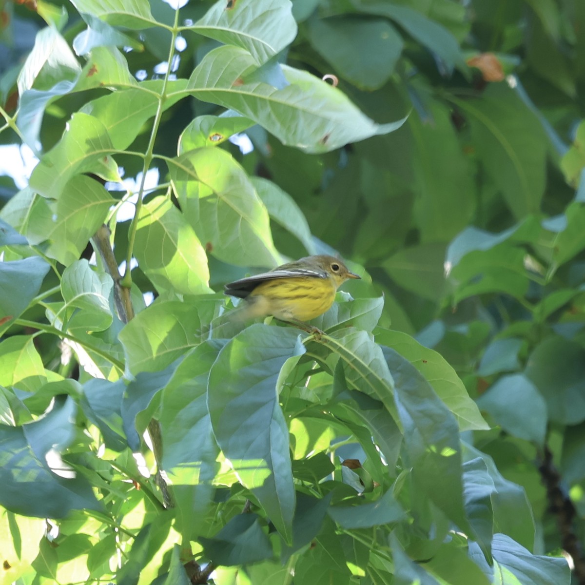 Magnolia Warbler - ML640923091