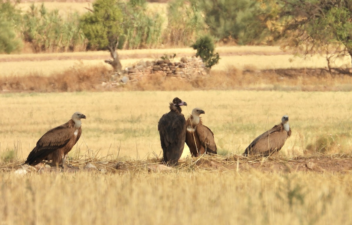 עזנייה שחורה - ML640923125