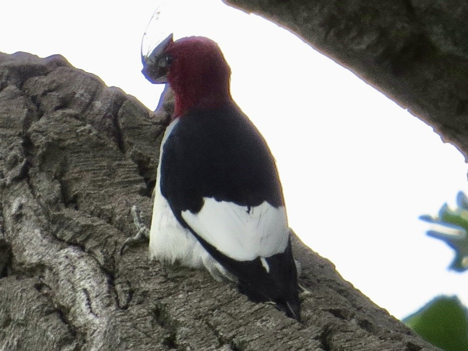 Pic à tête rouge - ML640923129