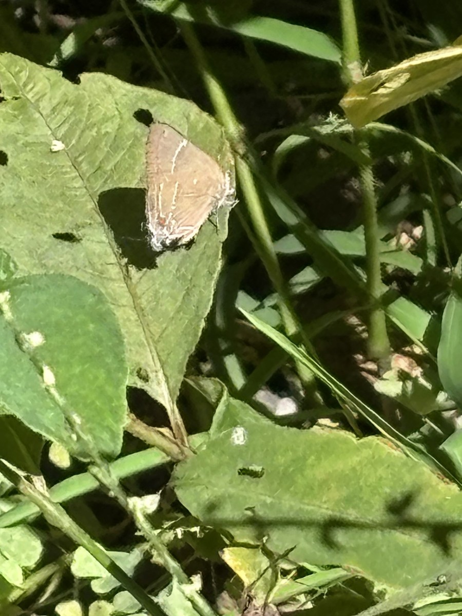White M Hairstreak - ML640923199