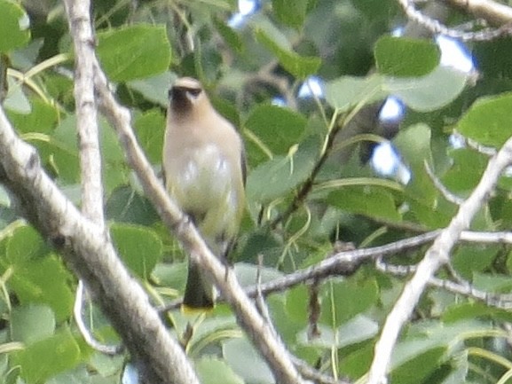 Jaseur d'Amérique - ML640923210