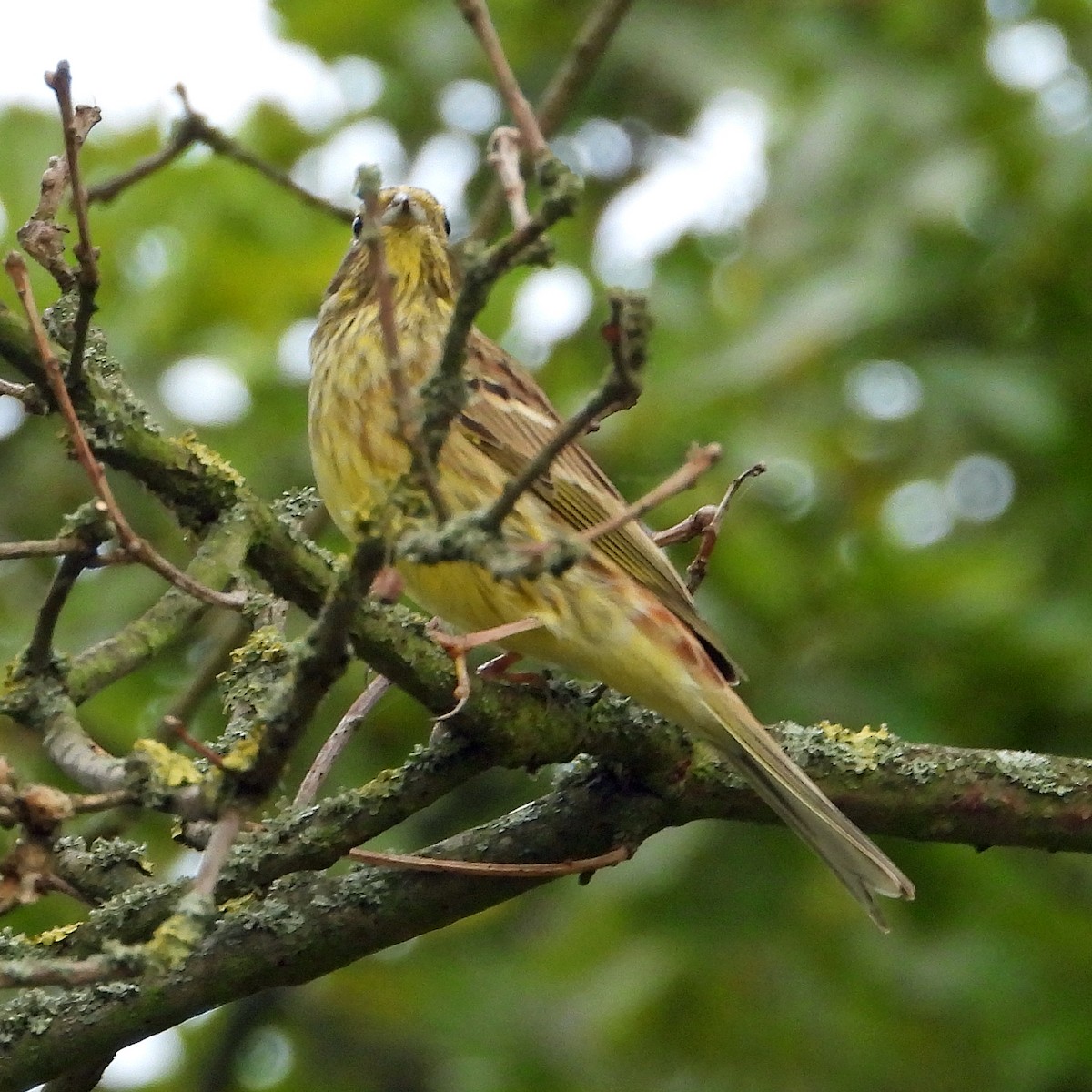 Bruant jaune - ML640923215