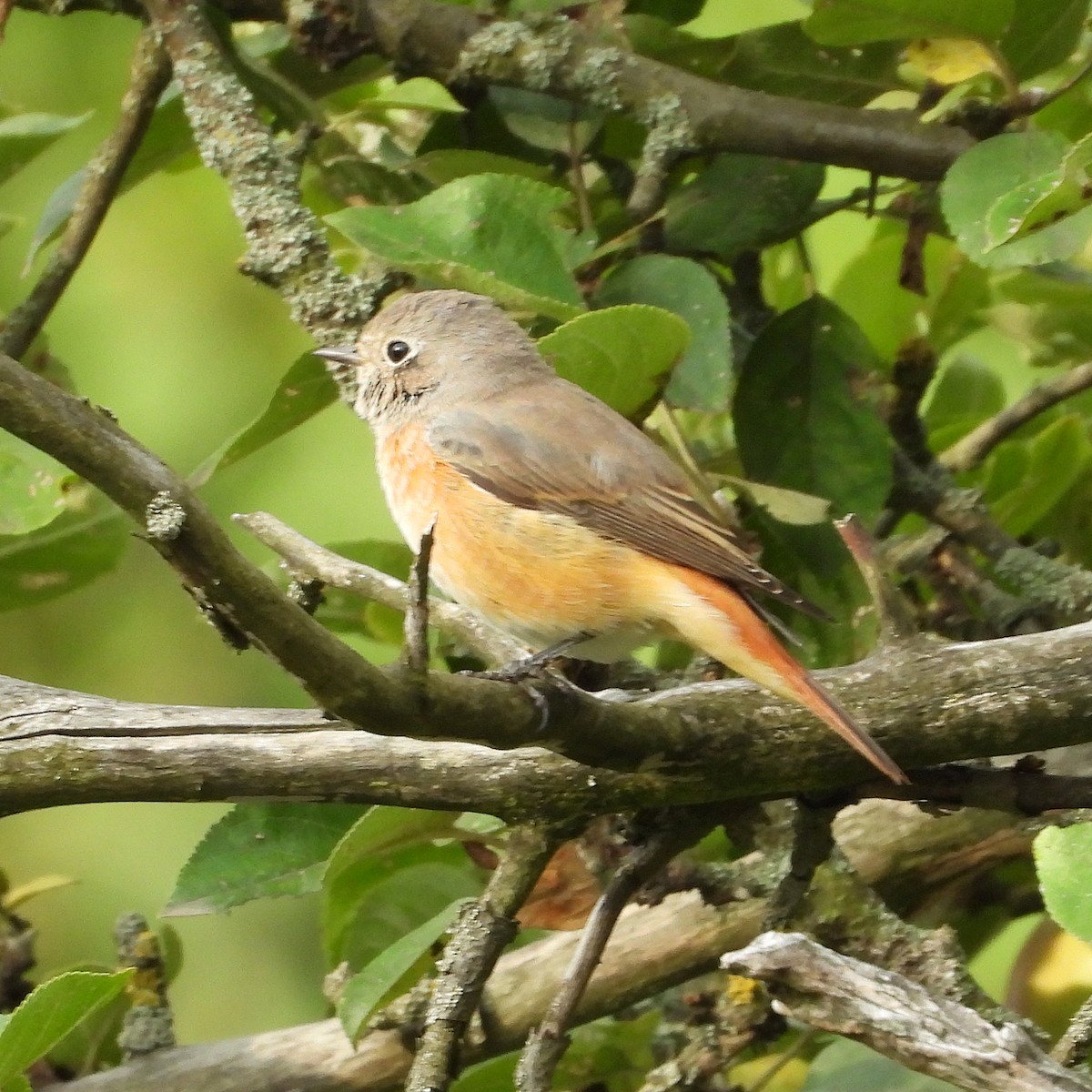 Rougequeue à front blanc - ML640923249