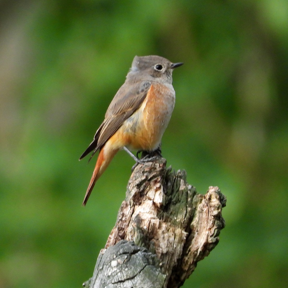 Rougequeue à front blanc - ML640923251