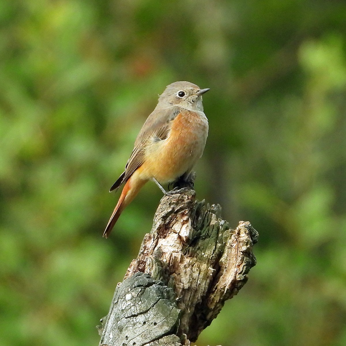 Rougequeue à front blanc - ML640923252