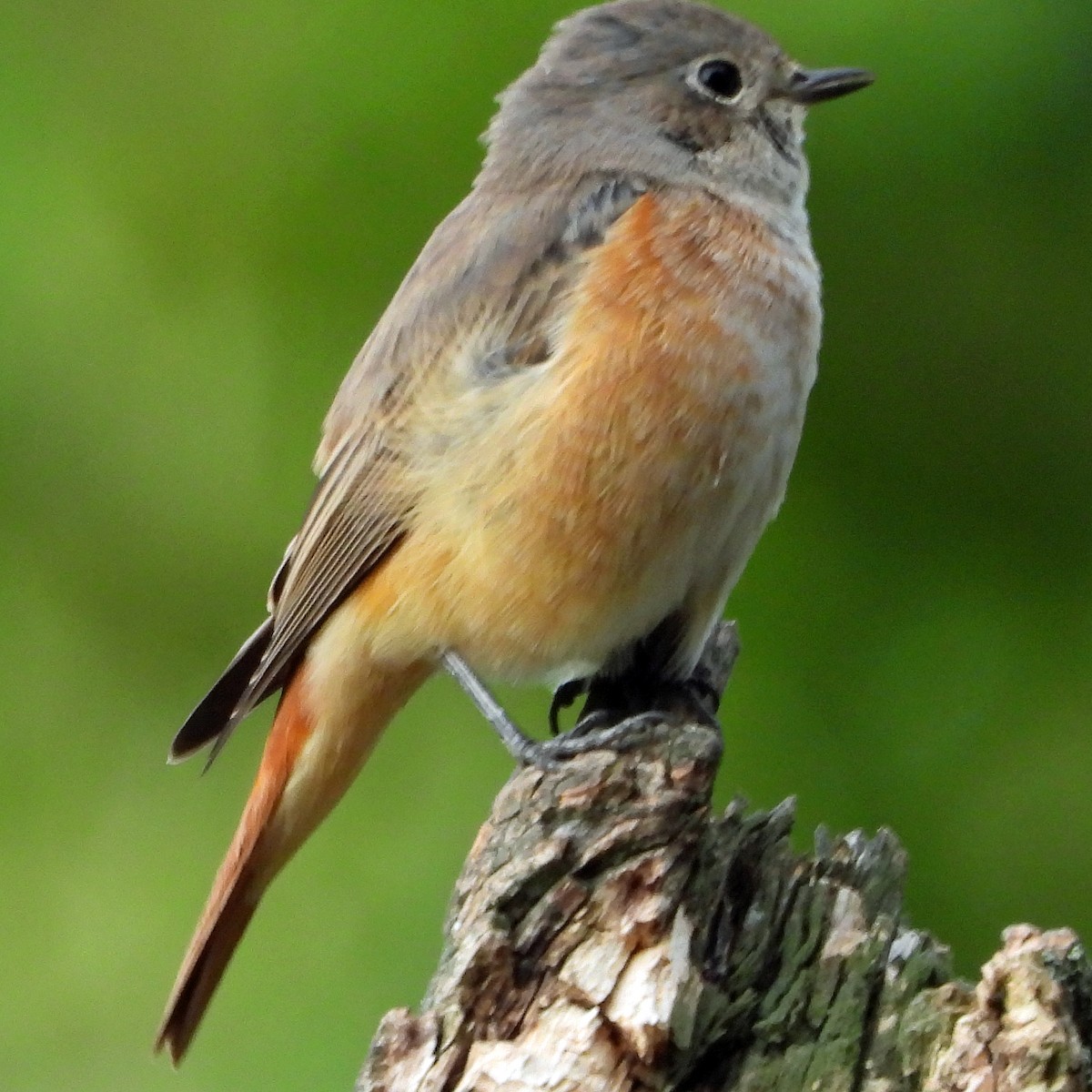 Rougequeue à front blanc - ML640923253