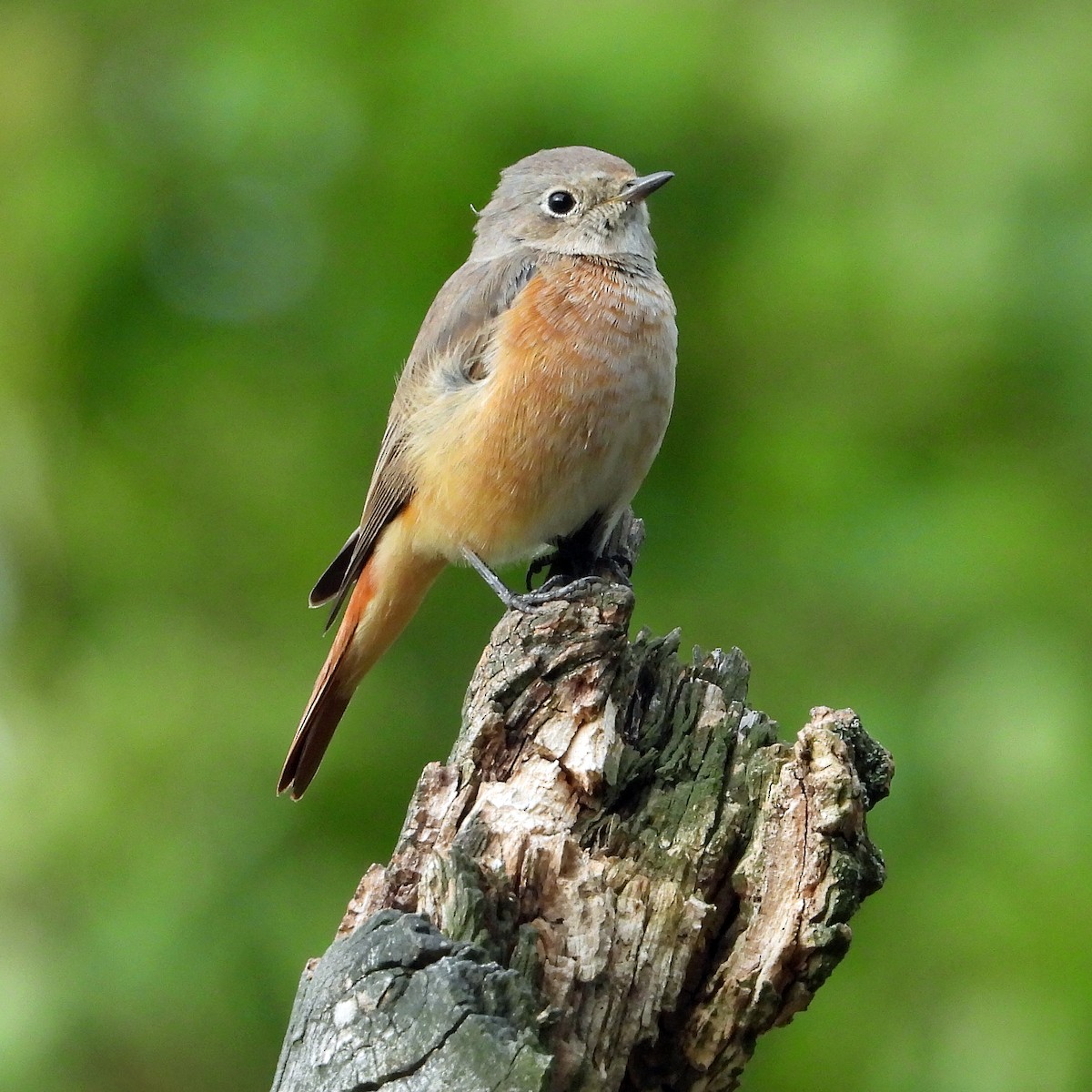 Rougequeue à front blanc - ML640923254