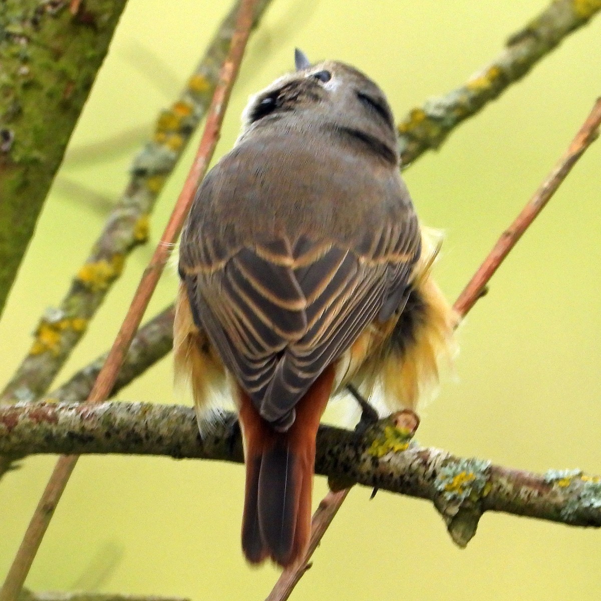Rougequeue à front blanc - ML640923255
