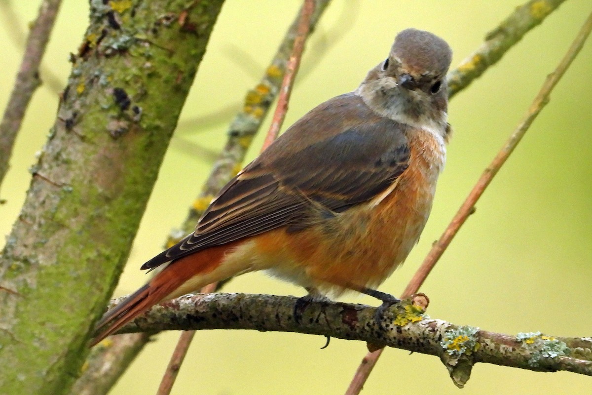Rougequeue à front blanc - ML640923256