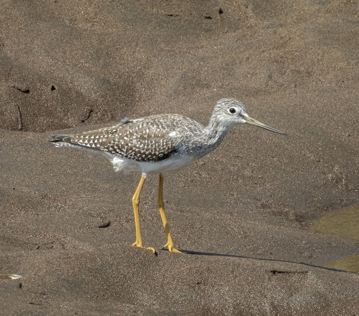 Greater Yellowlegs - ML640923257