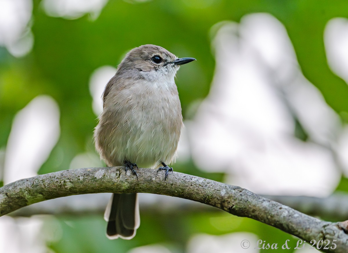 Pale Flycatcher - ML640923263