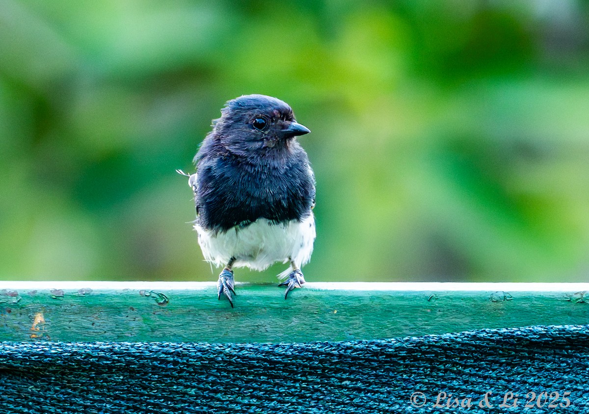 White-bellied Tit - ML640923264