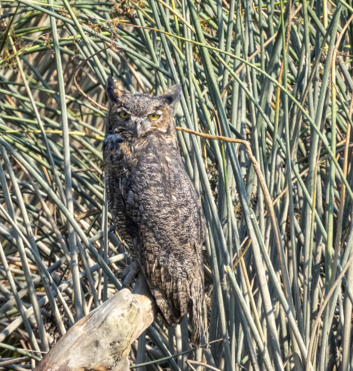 Great Horned Owl - ML640923277