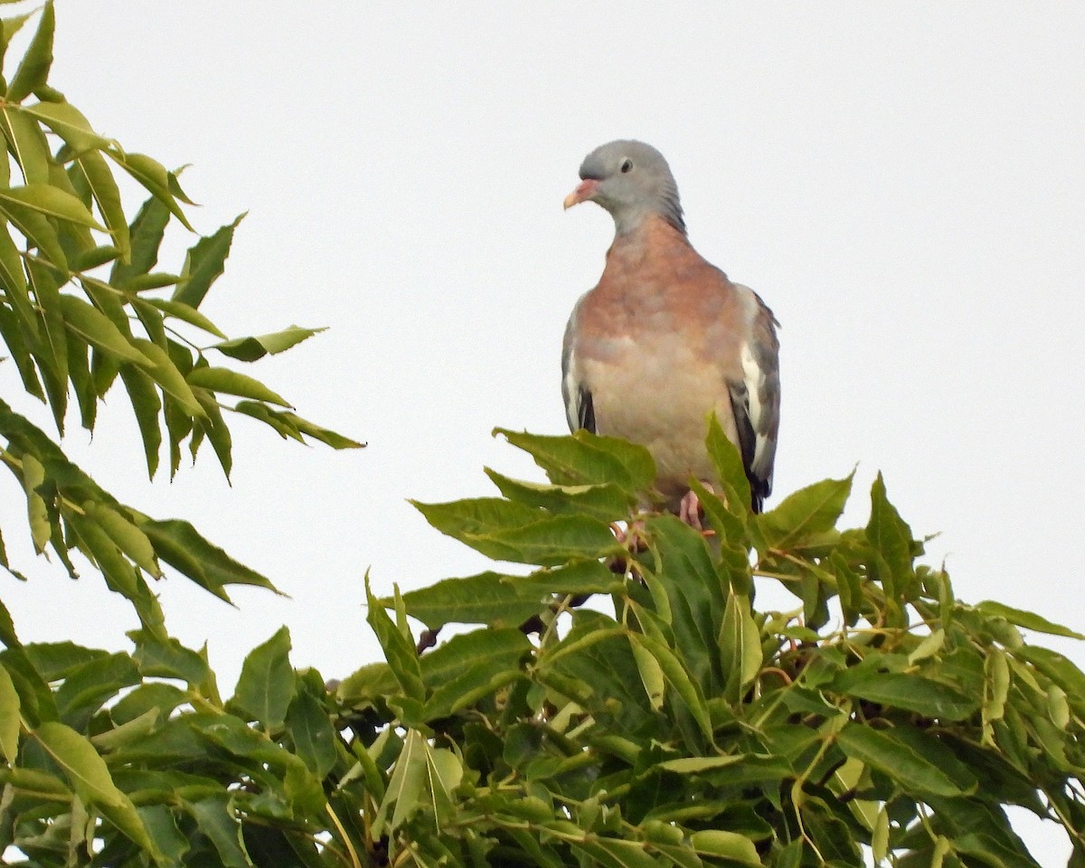 Pigeon ramier - ML640923301