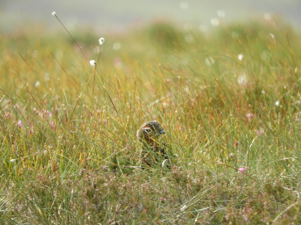 Willow Ptarmigan (Red Grouse) - ML640923309