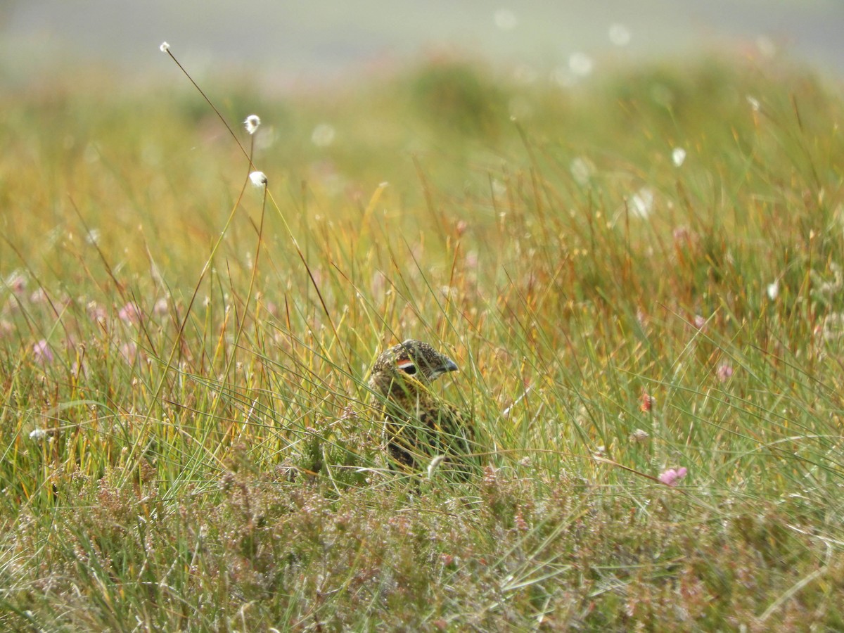 Willow Ptarmigan (Red Grouse) - ML640923310