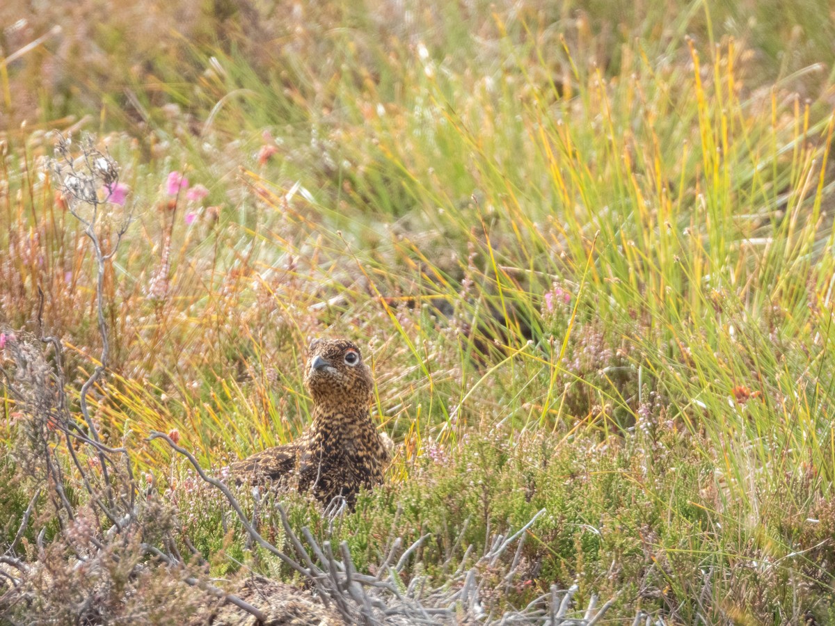Willow Ptarmigan (Red Grouse) - ML640923317