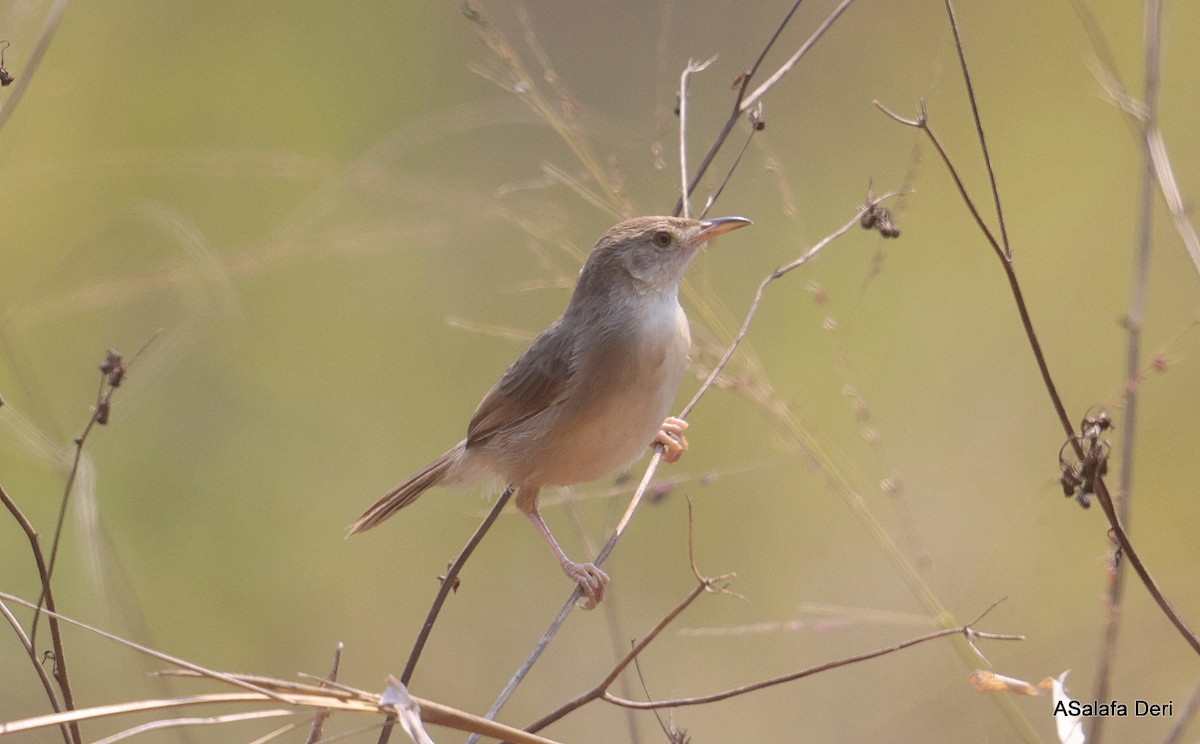 Bubbling Cisticola - ML640923348