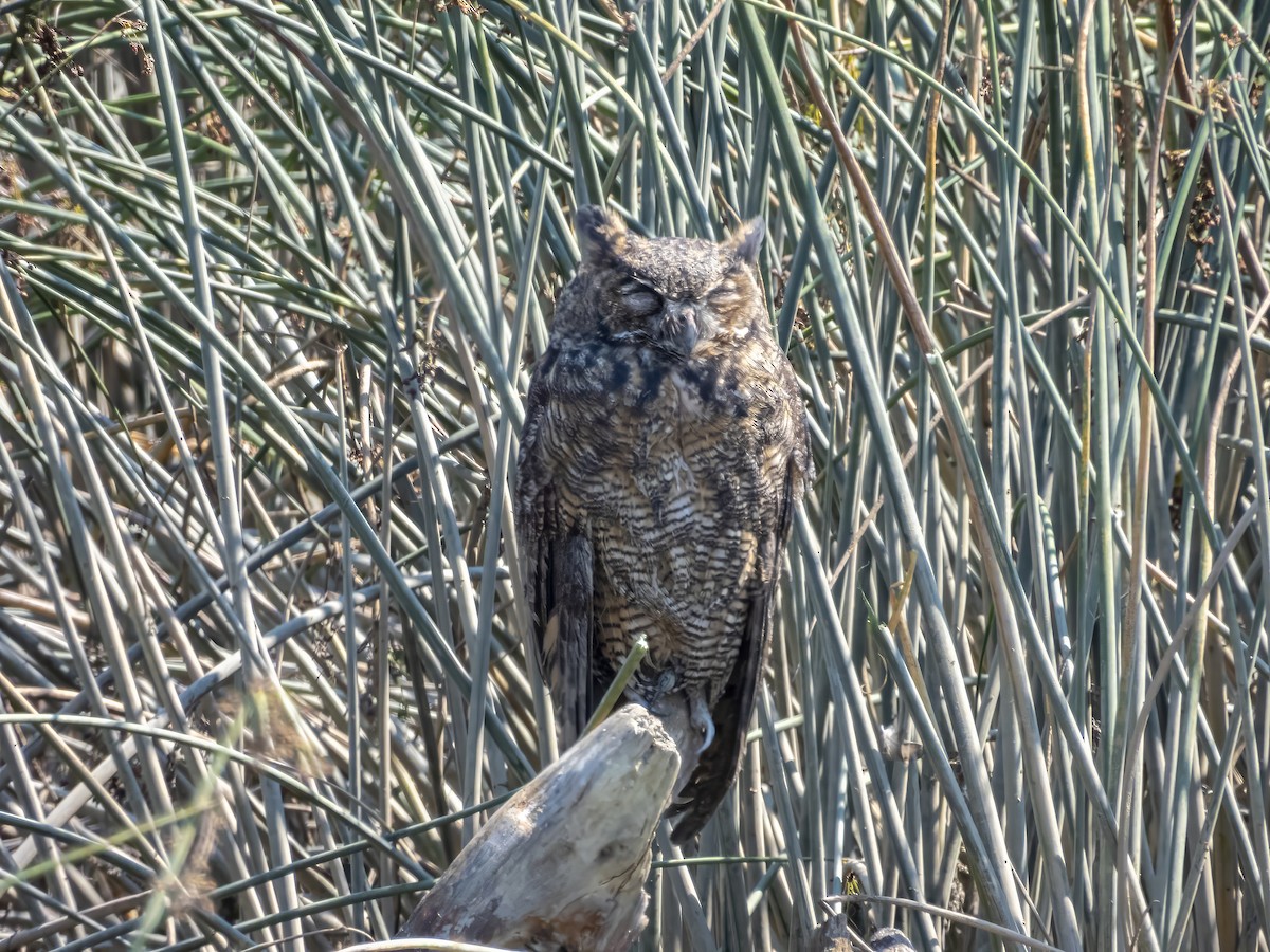 Great Horned Owl - ML640923350