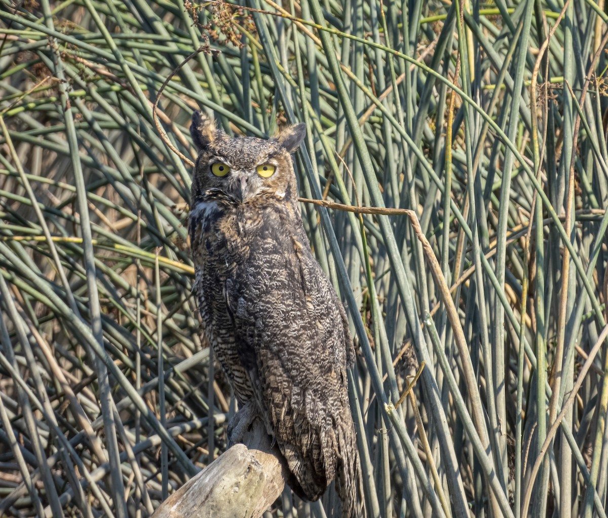 Great Horned Owl - ML640923351