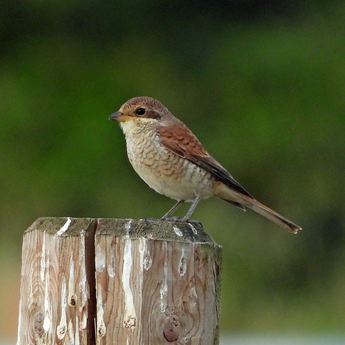 Pie-grièche écorcheur - ML640923359