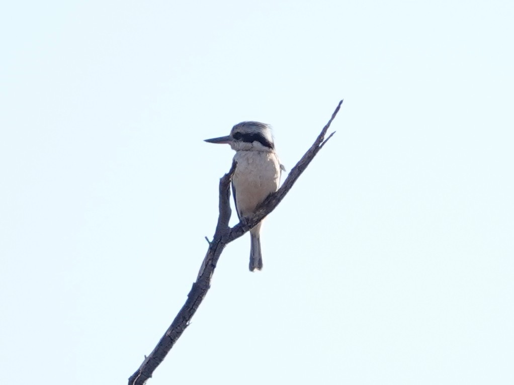 Red-backed Kingfisher - ML640923366