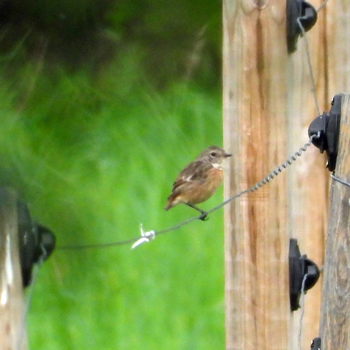 Tarier des prés - ML640923388