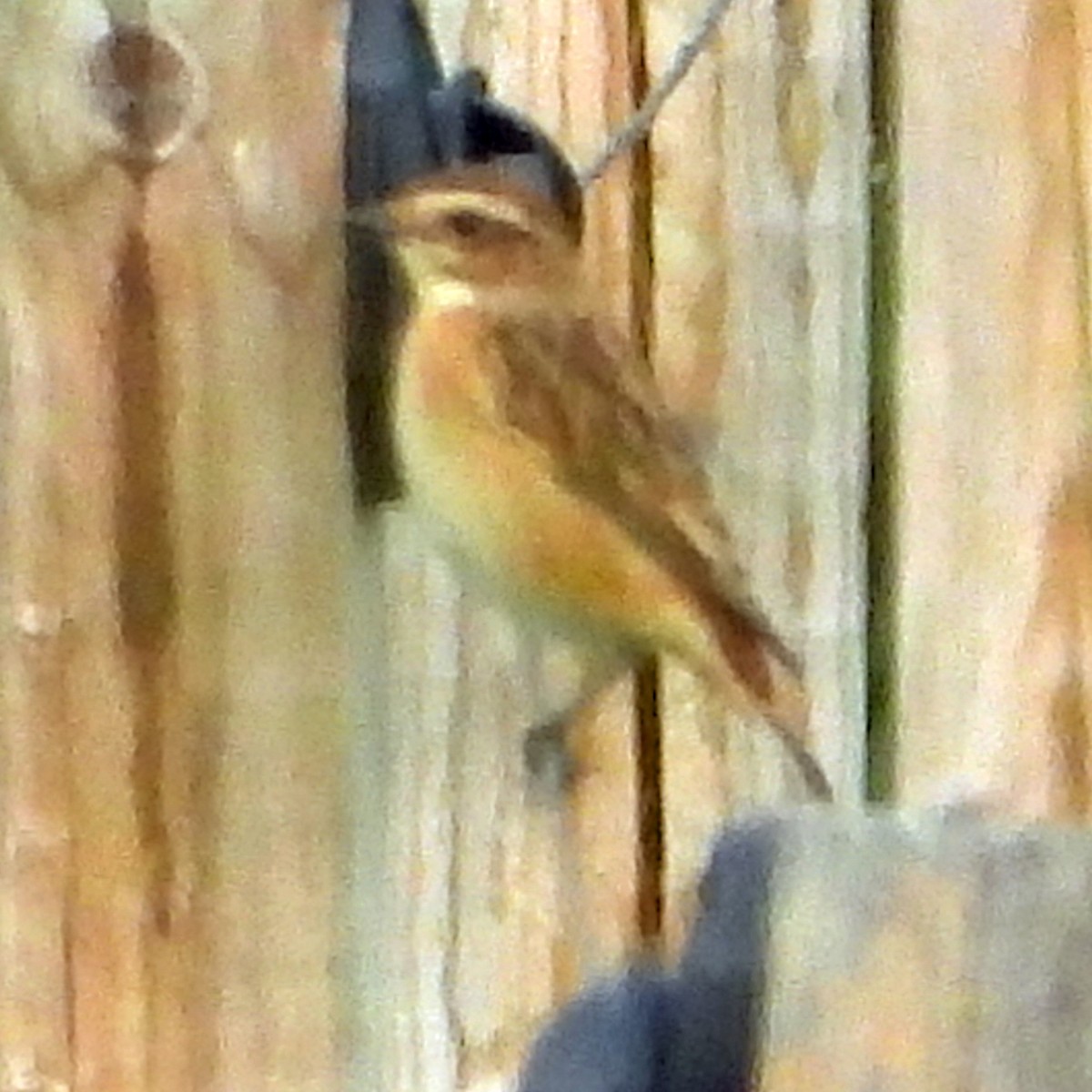 Tarier des prés - ML640923389