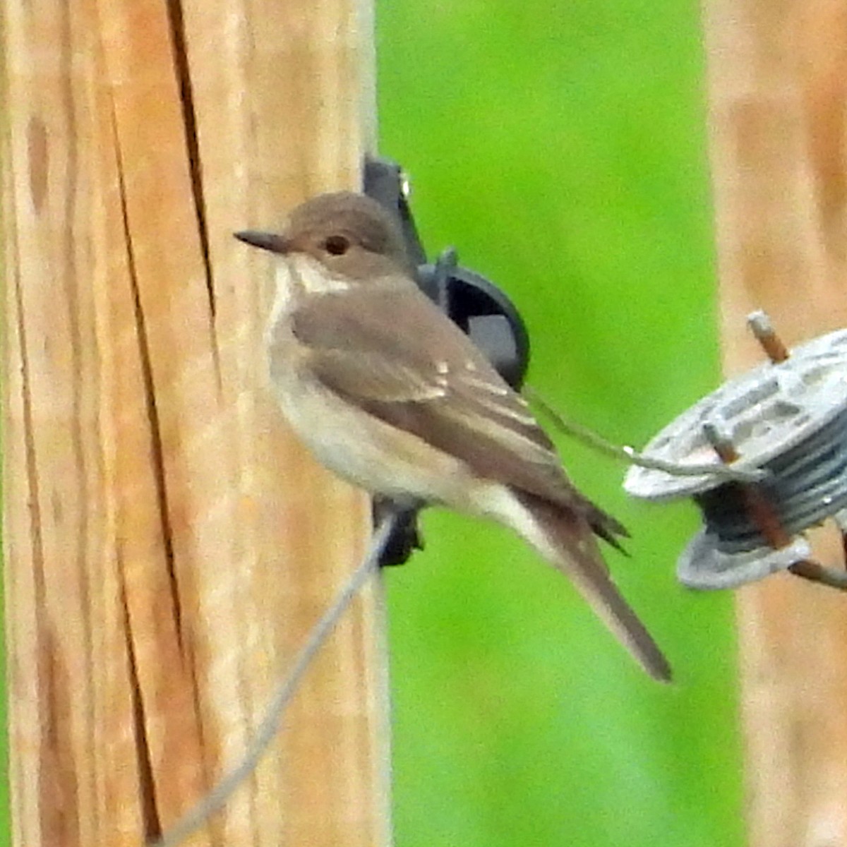 Gobemouche gris - ML640923419
