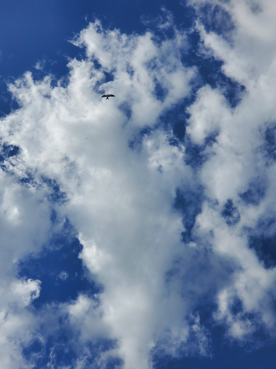 Swallow-tailed Kite - ML640923420