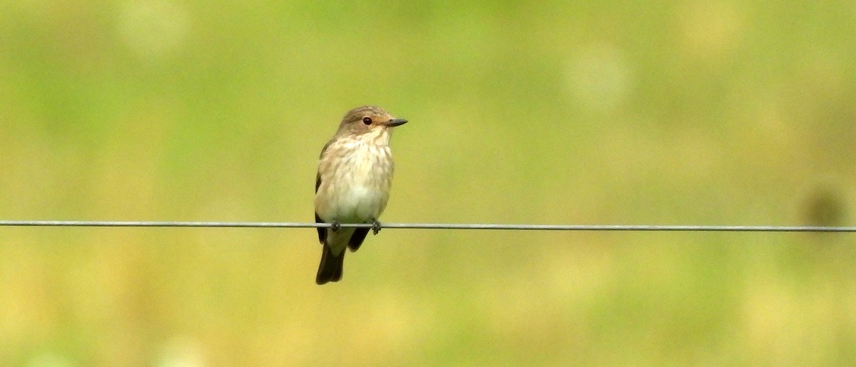 Gobemouche gris - ML640923421