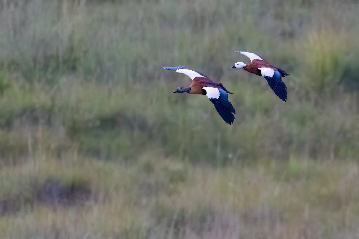 South African Shelduck - ML640923442