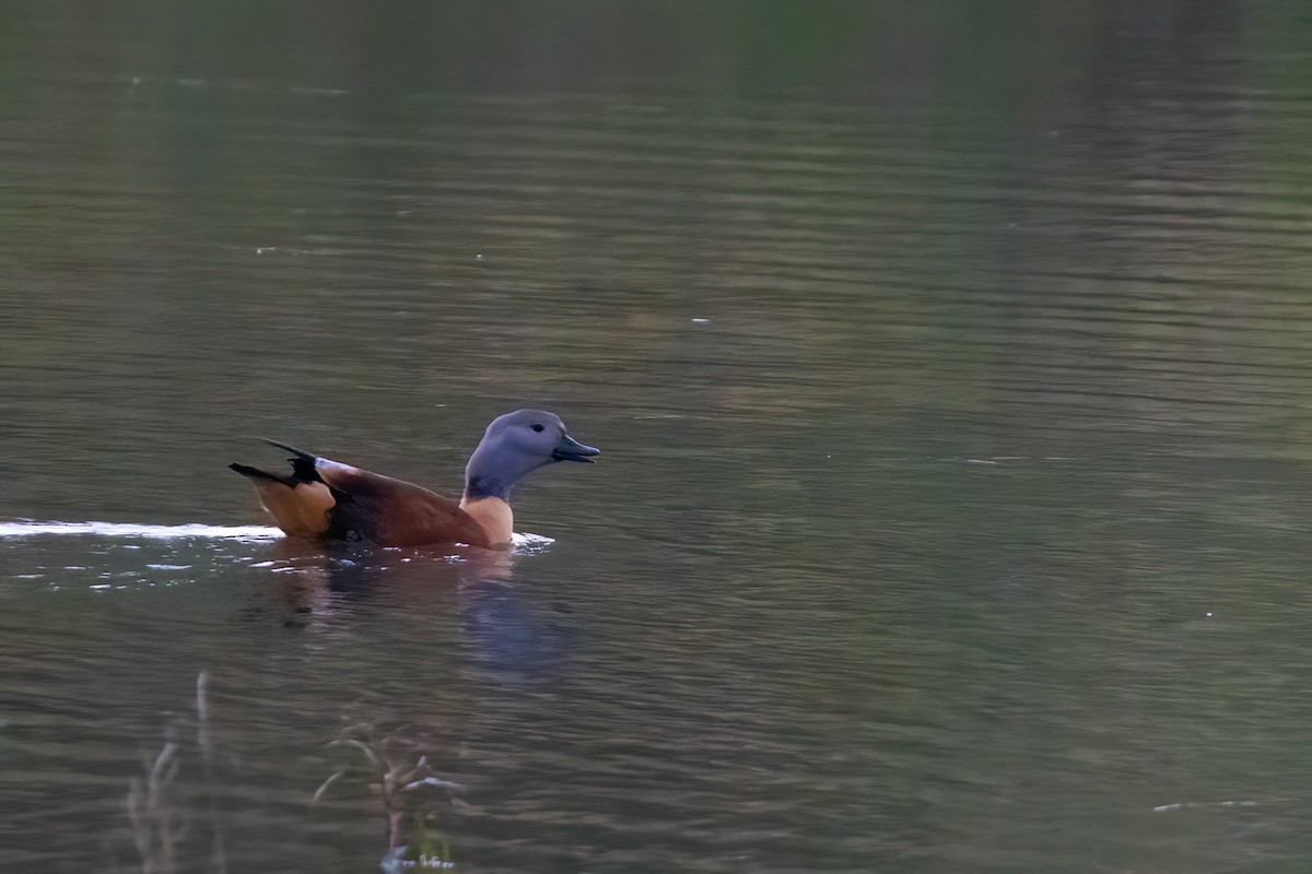 South African Shelduck - ML640923445