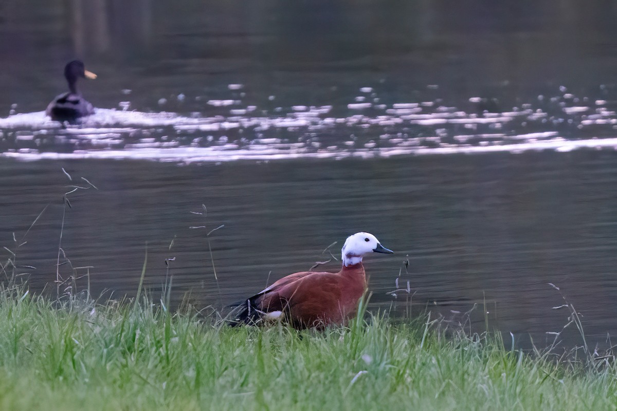South African Shelduck - ML640923446
