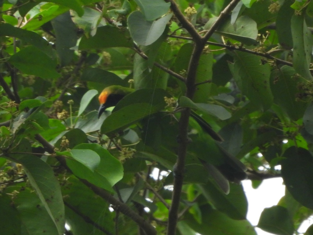 Golden-fronted Leafbird - ML640923447