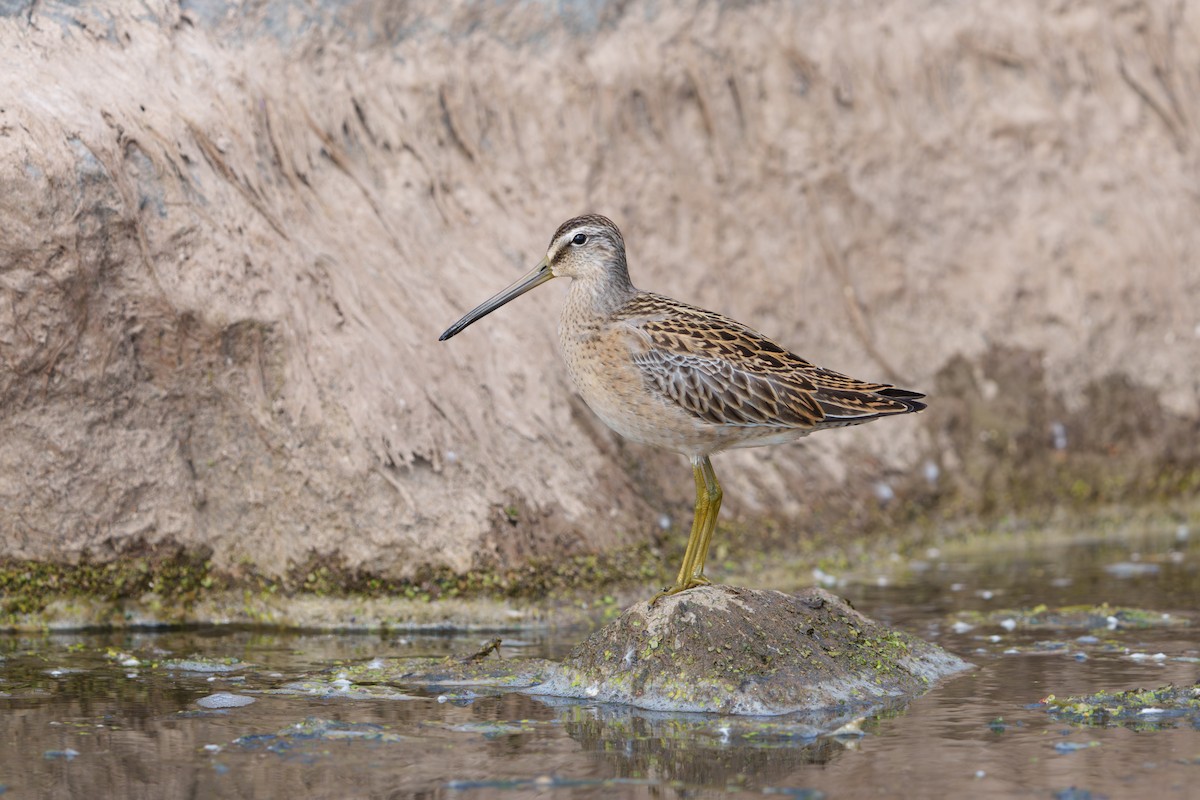 Short-billed Dowitcher - ML640923449