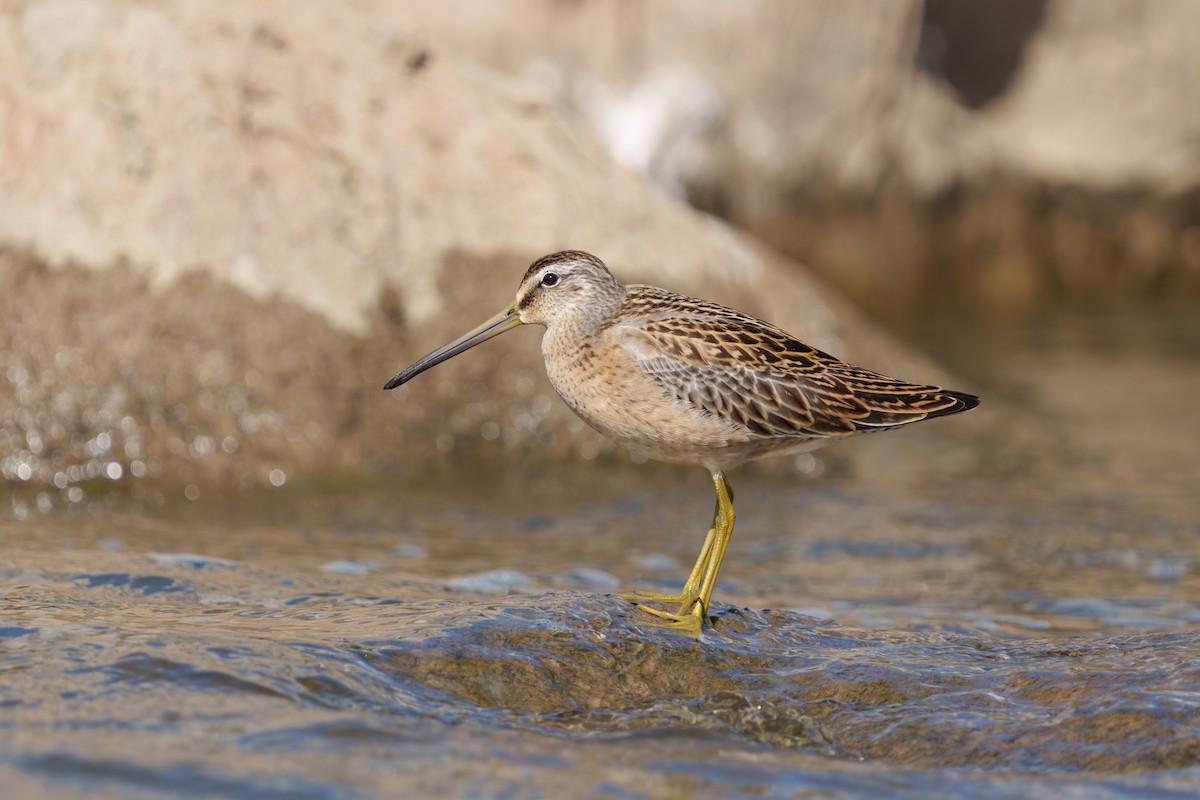 Short-billed Dowitcher - ML640923450