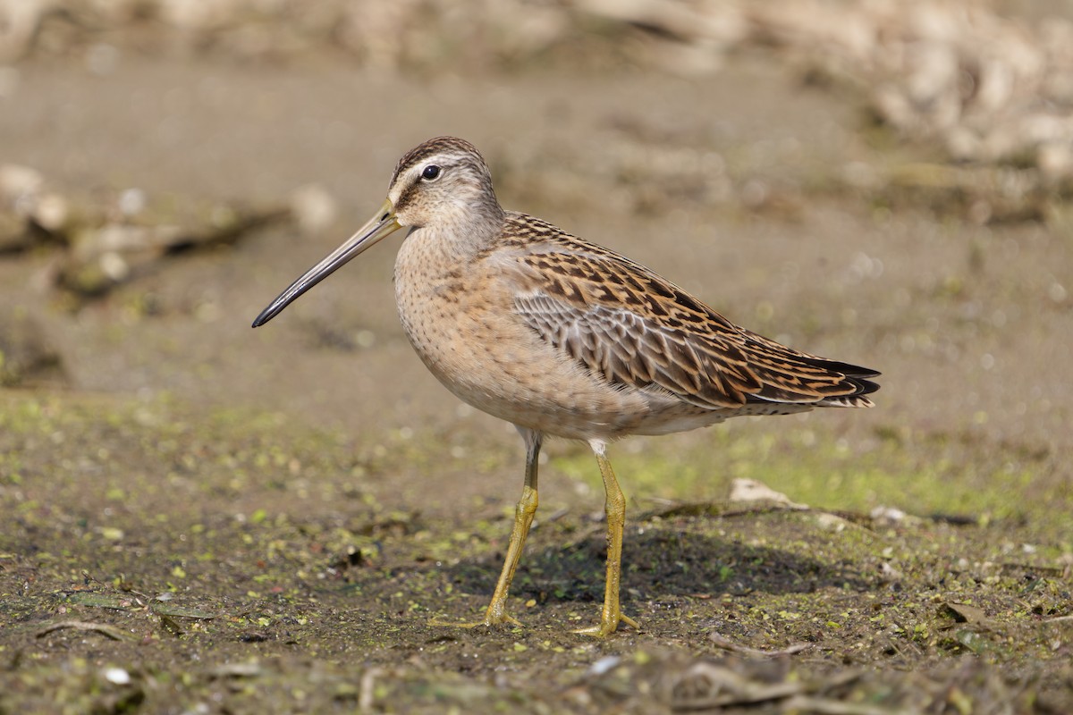Short-billed Dowitcher - ML640923451