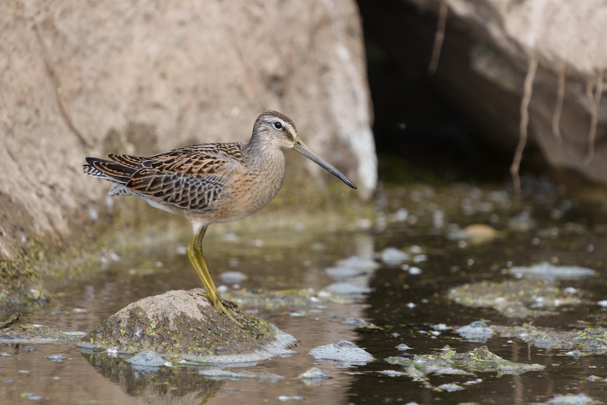 Short-billed Dowitcher - ML640923453