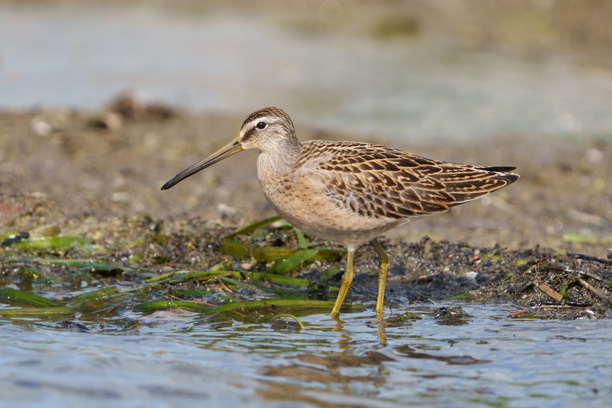 Short-billed Dowitcher - ML640923454