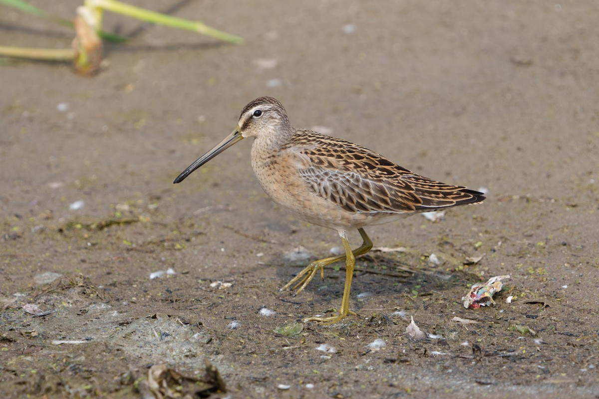 Short-billed Dowitcher - ML640923455