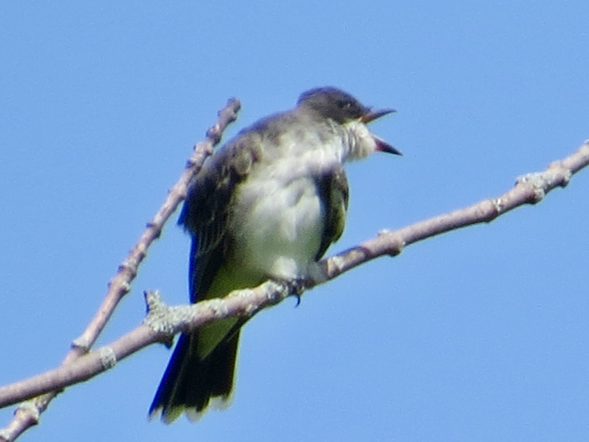 Tyran tritri - ML640923459