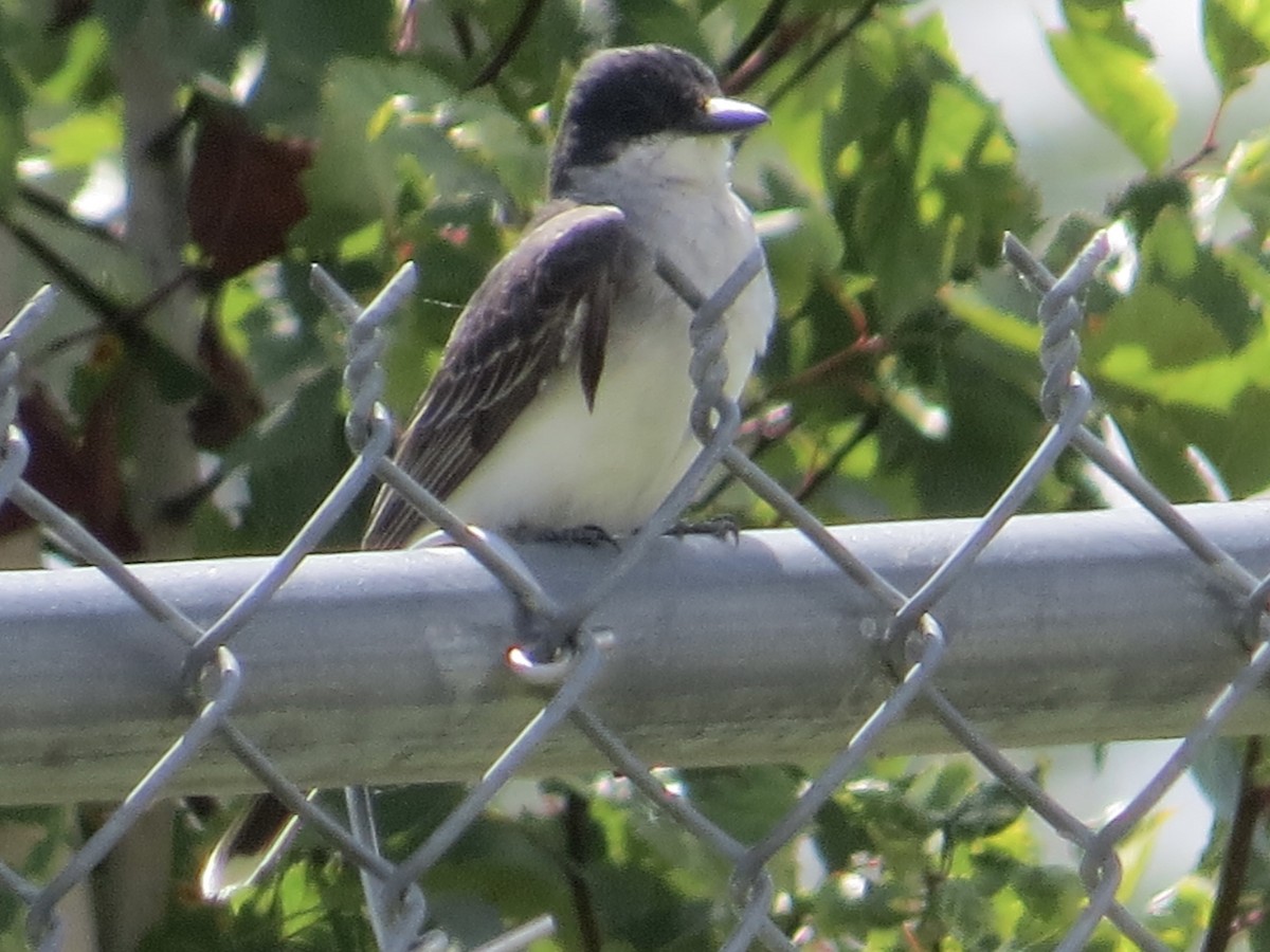 Tyran tritri - ML640923461