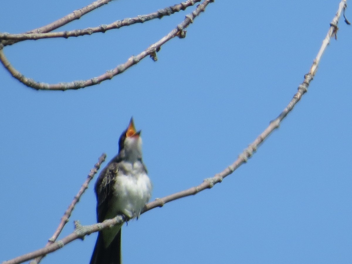 Tyran tritri - ML640923462