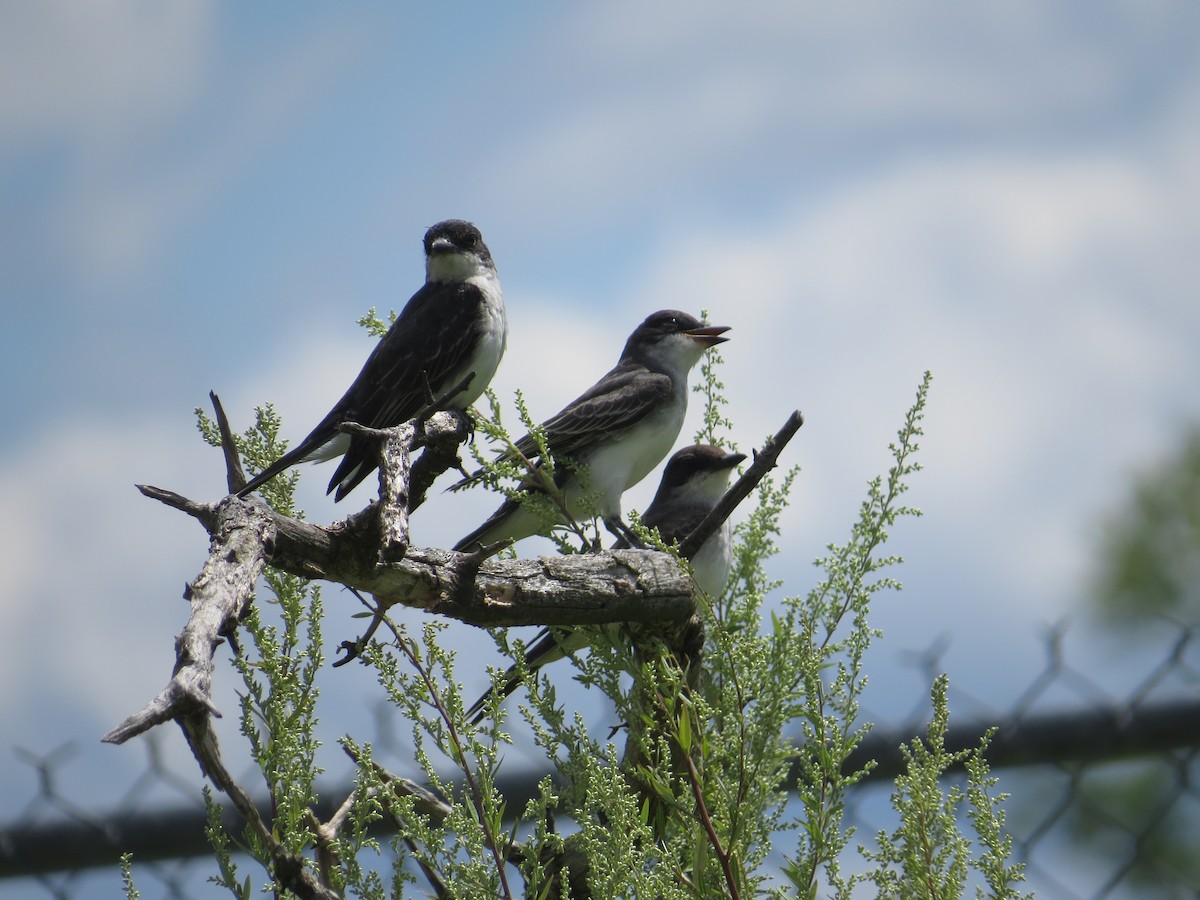 Tyran tritri - ML640923464