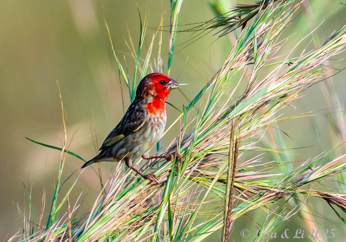 Cardinal Quelea - ML640923470