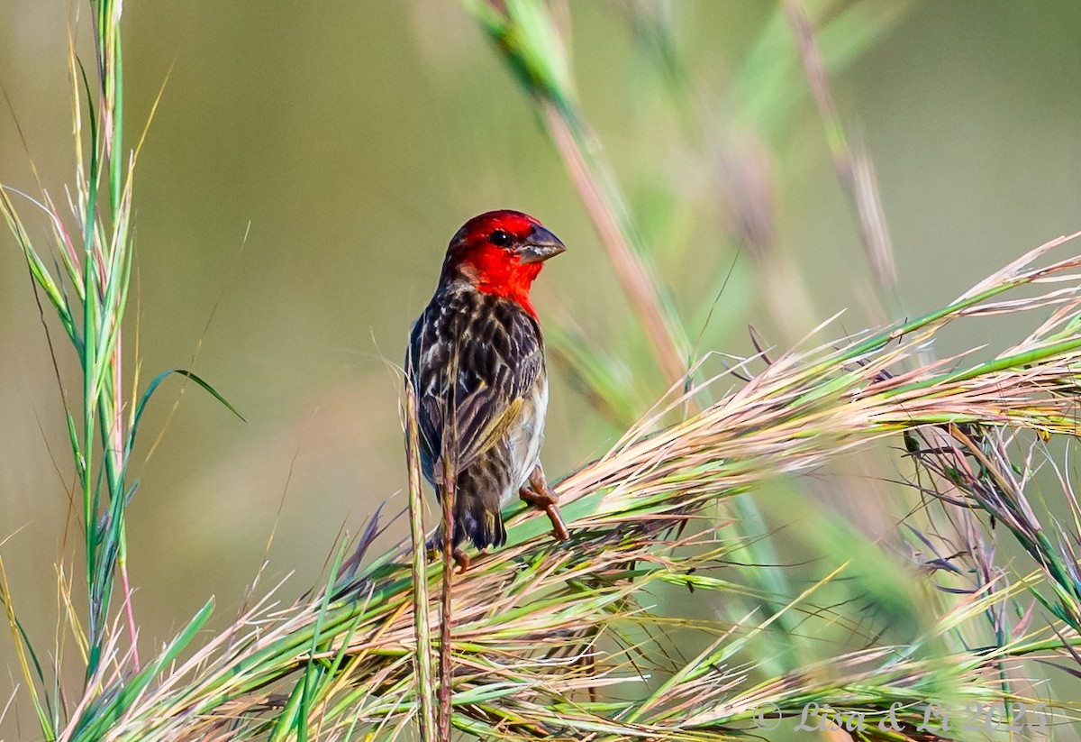 Cardinal Quelea - ML640923471